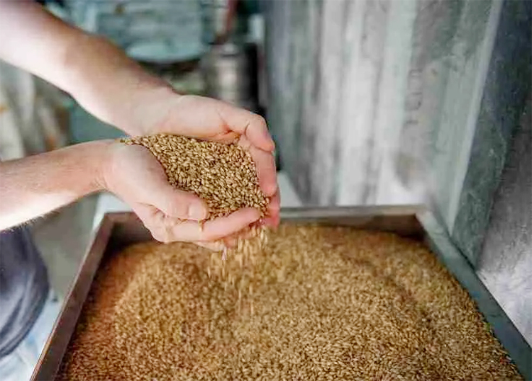 How Malt Should Be Stored