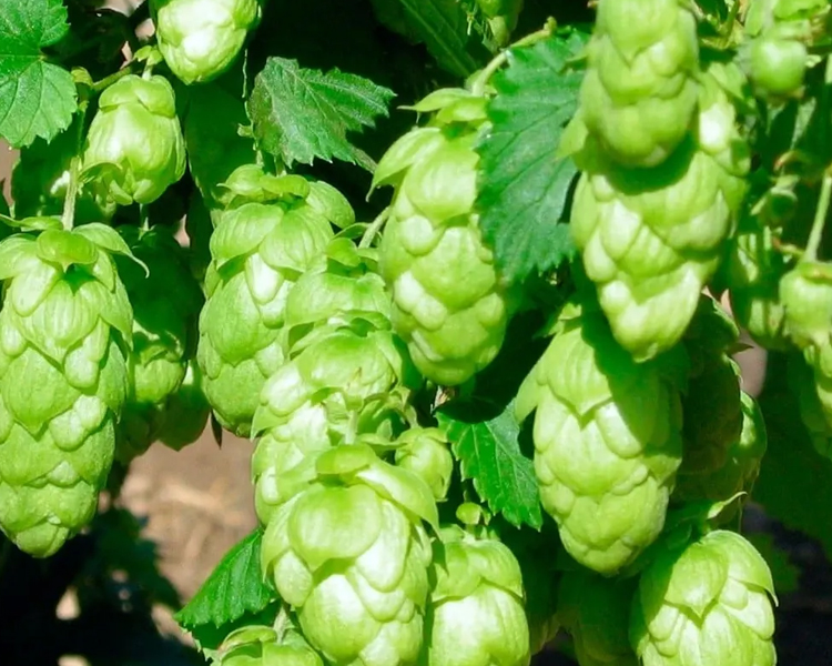 fresh-hops-selection-for-brewing-degong