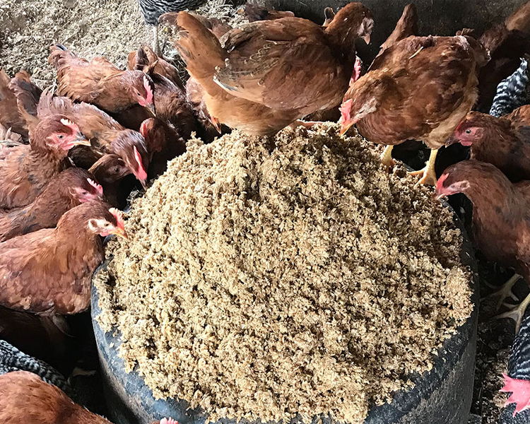 degong-spent-grain-management-guide-004