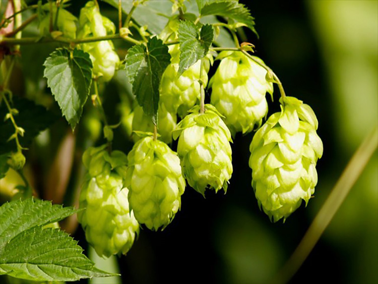 Typicality of hop varieties