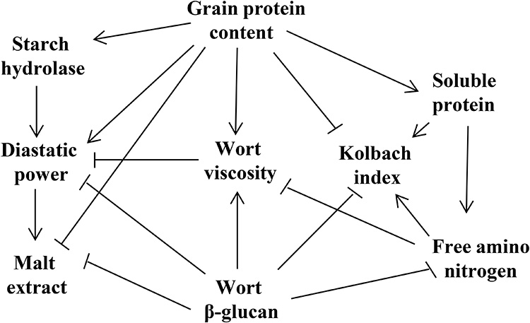 The relationship between malt quality and beer quality