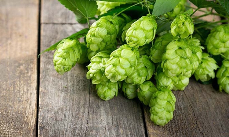 未标题-1 文章 hops 750-min2