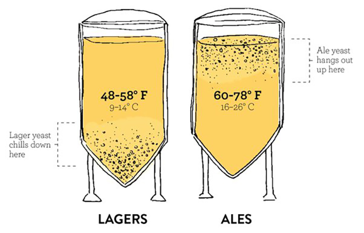 What are the two main yeasts in beer brewing?