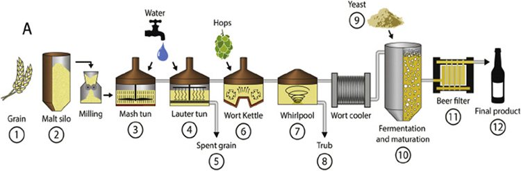 How Malt Used in Brewing Equipment Affects Beer