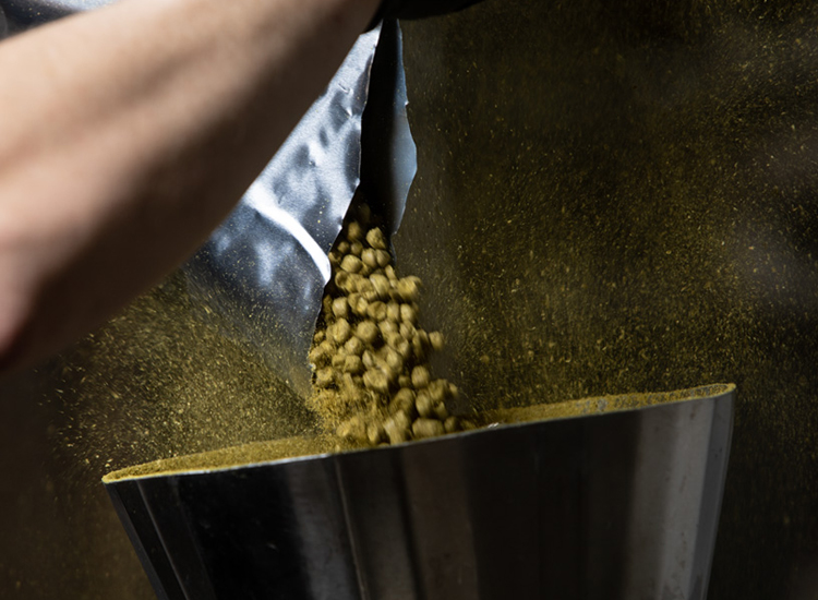 Hops in Beer Brewing