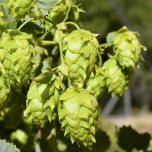 What factors determine the taste of craft beer by DEGONG brewers?
