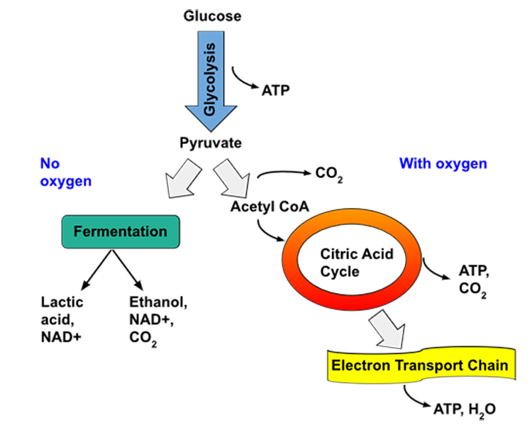 How to formulate beer fermentation process DEGONG Brewery Equipment