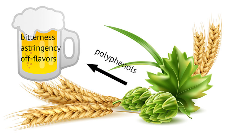 The importance of polyphenols in beer