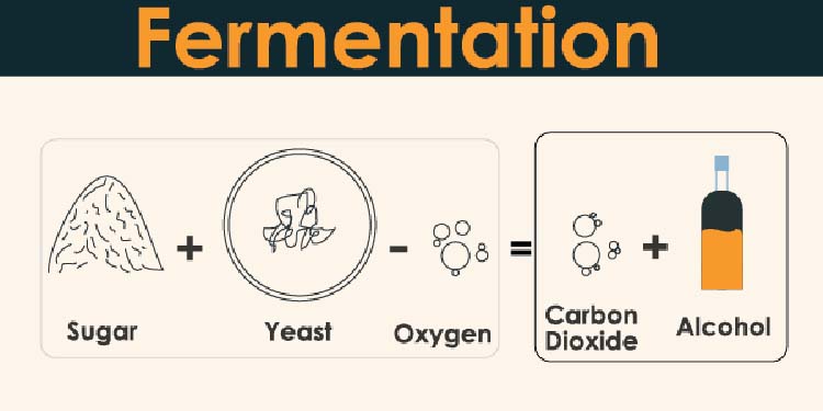 Beer fermentation mechanism