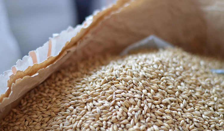 Malt making of craft beer