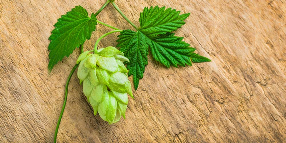 The medicinal value of hops DEGONG Brewery Equipment