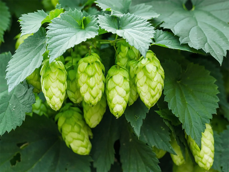 How to check the quality of hops and products?