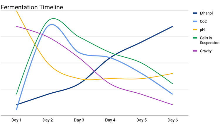 Stage changes in the beer fermentation process